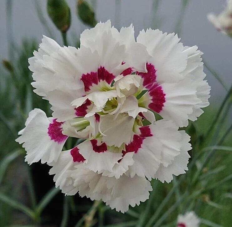 Dianthus Bridal Veil