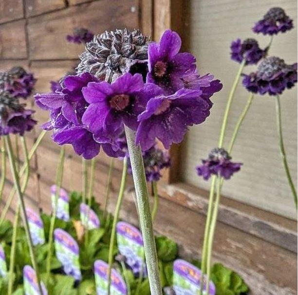 Aisiatic Primula