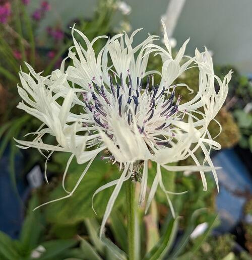 Cornflowers
