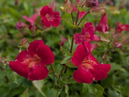 Monkey Flower Red Dragon