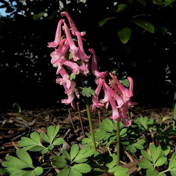 Fumewort for a Shady Spot