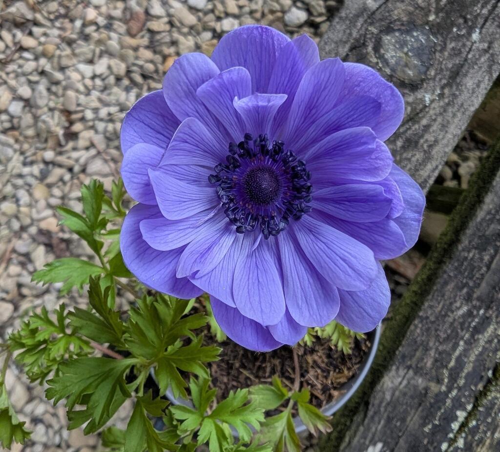 Gorgeous Blue Poppy-Flowered Anemone