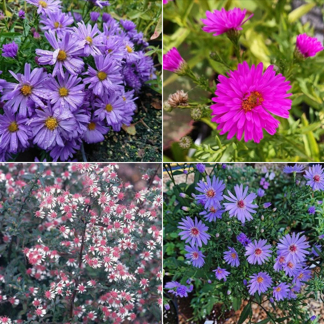 Perennial Asters for Late Summer/Autumn Blooms