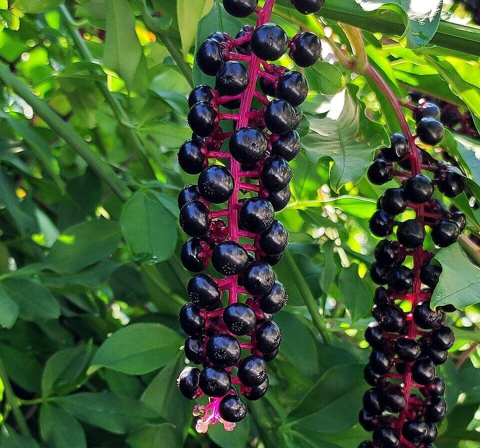 Pokeweed