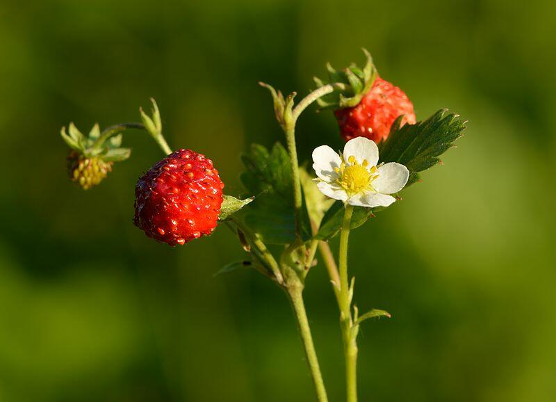 The Alpine Strawberry