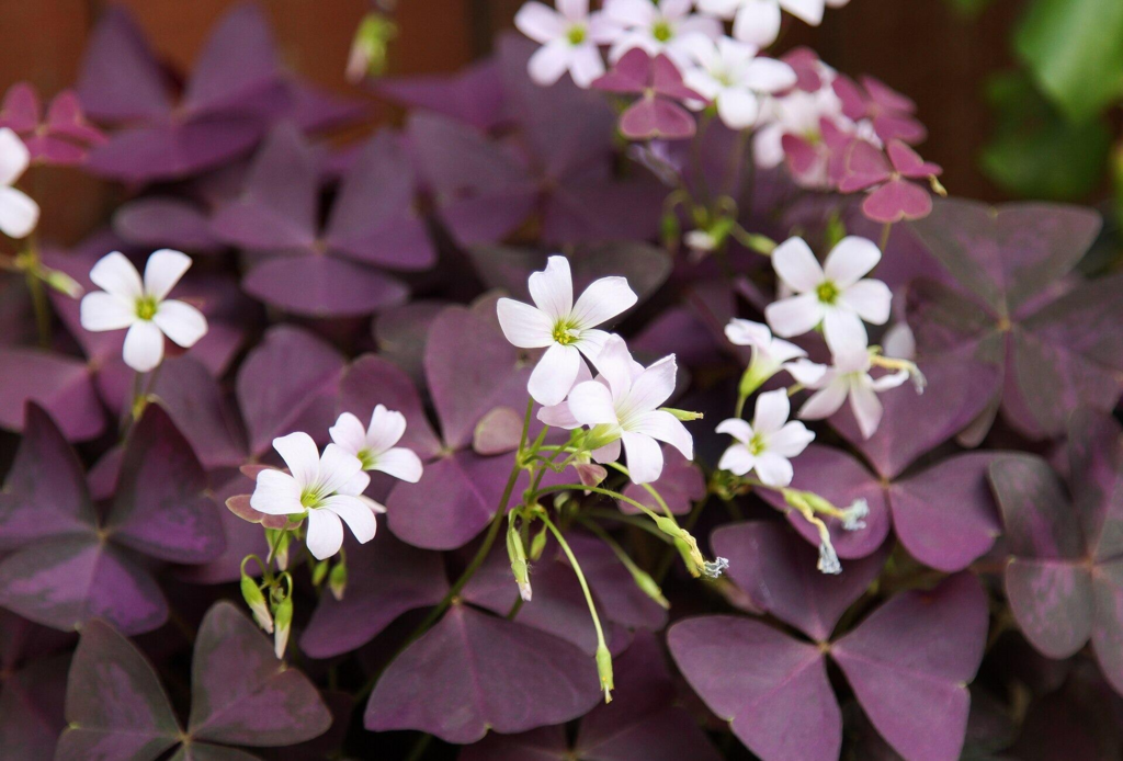 Purpleleaf False Shamrock