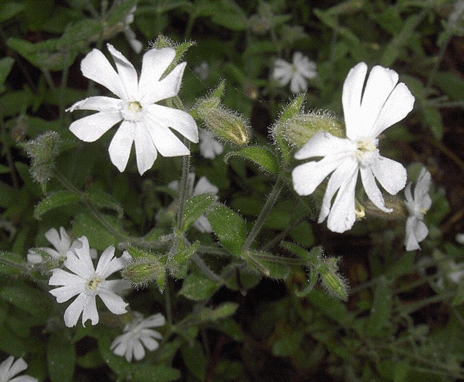 Night-flowering Catchfly