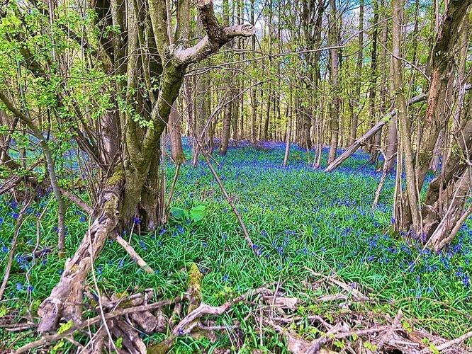 British Bluebells