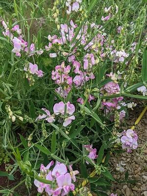 Perennial Sweet Pea