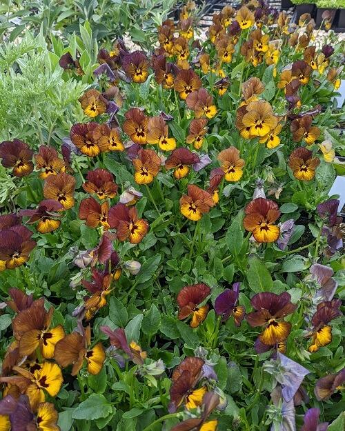 Perennial Violas