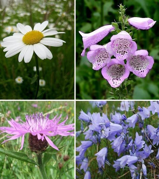 3 for 2 on selected Wildflowers
