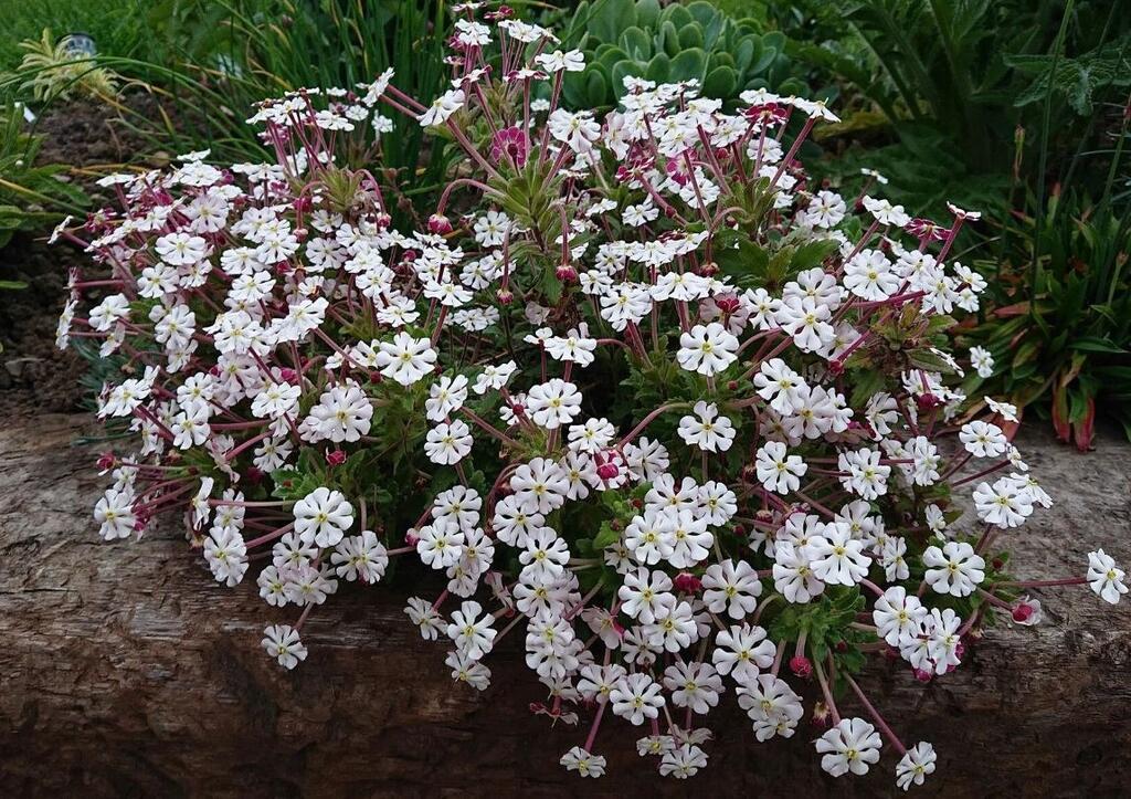 Moth-Friendly Night Scented Phlox
