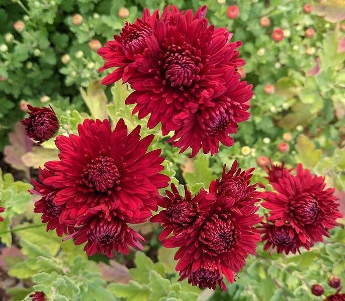Hardy Chrysanthemum 'Ruby Mound'