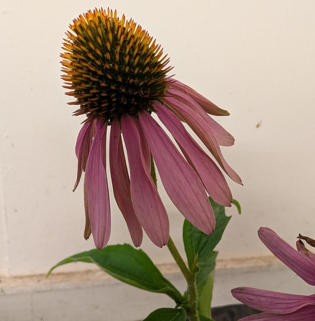 The Coneflower