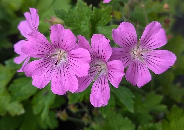 Geranium 'Sirak'