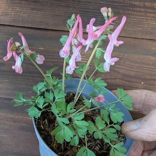 Corydalis