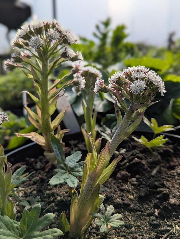 Arctic Sweet Coltsfoot