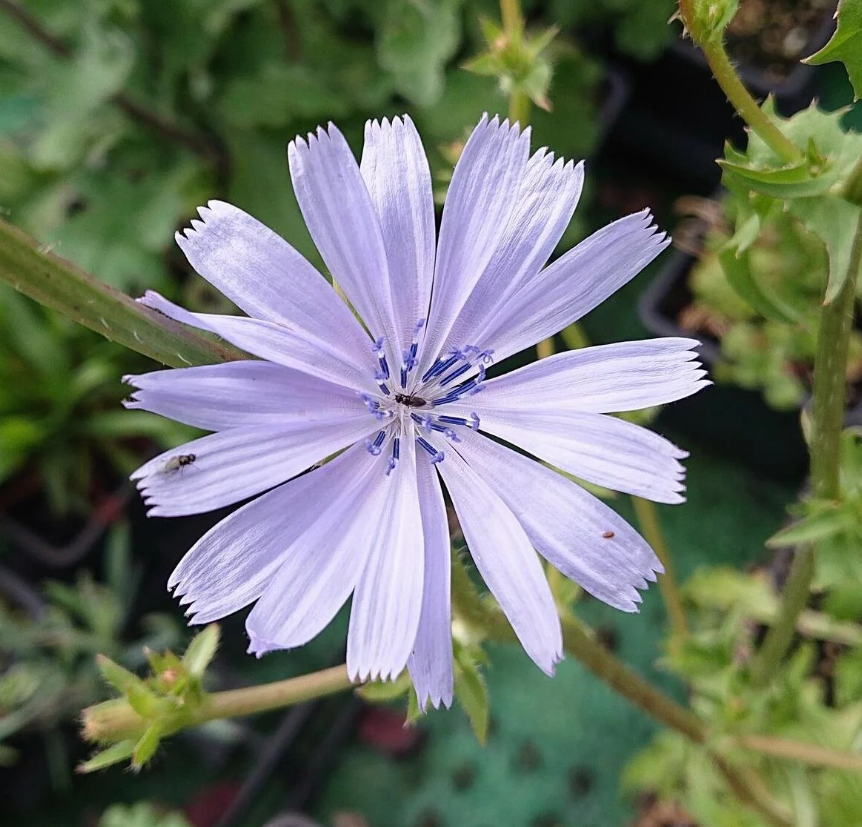 Nutritious Chicory
