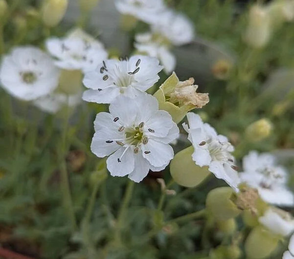Sea Campion