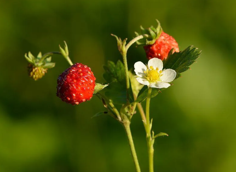 The Delicious Wild Strawberry