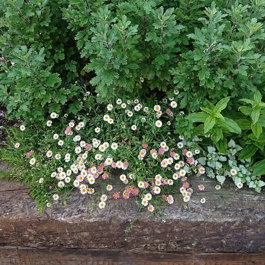 Useful Wall Daisy
