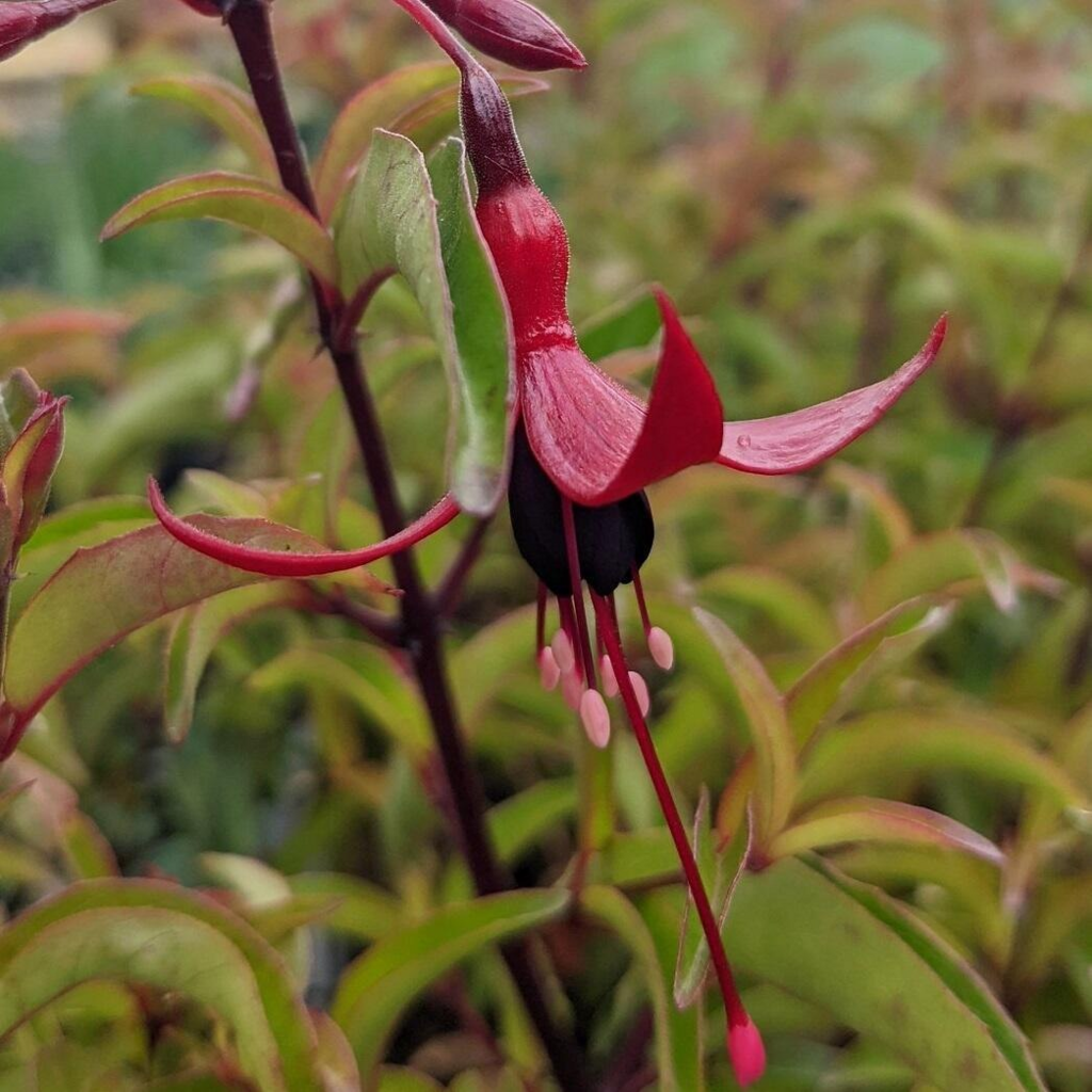 An exquisite Hardy Fuchsia