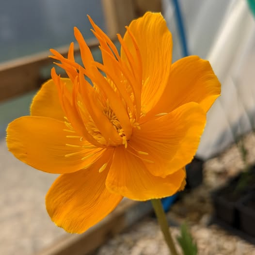 Fiery Trollius