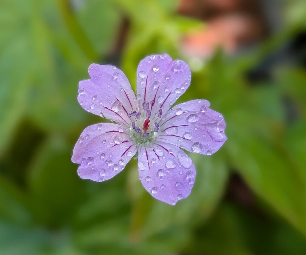 The Knotted Cranesbill for dry shade