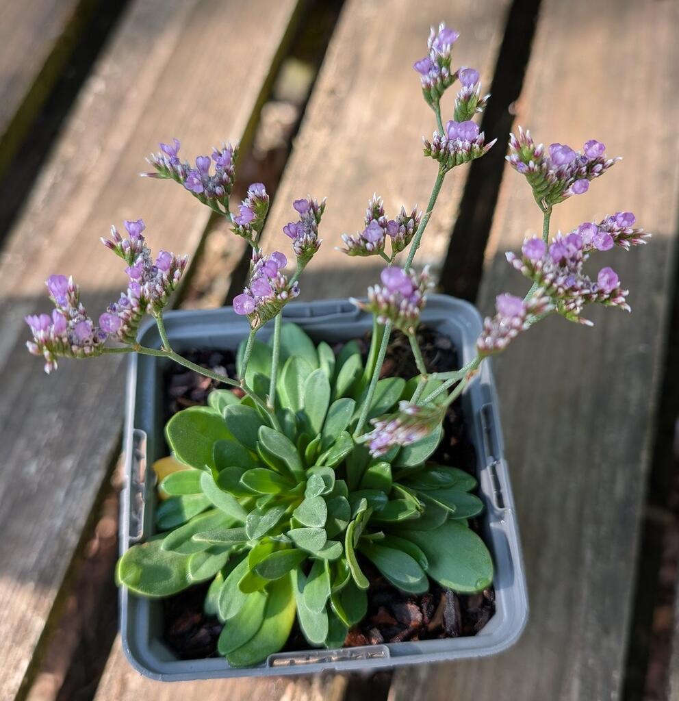 Drought and Salt tolerant Rock Sea-Lavender