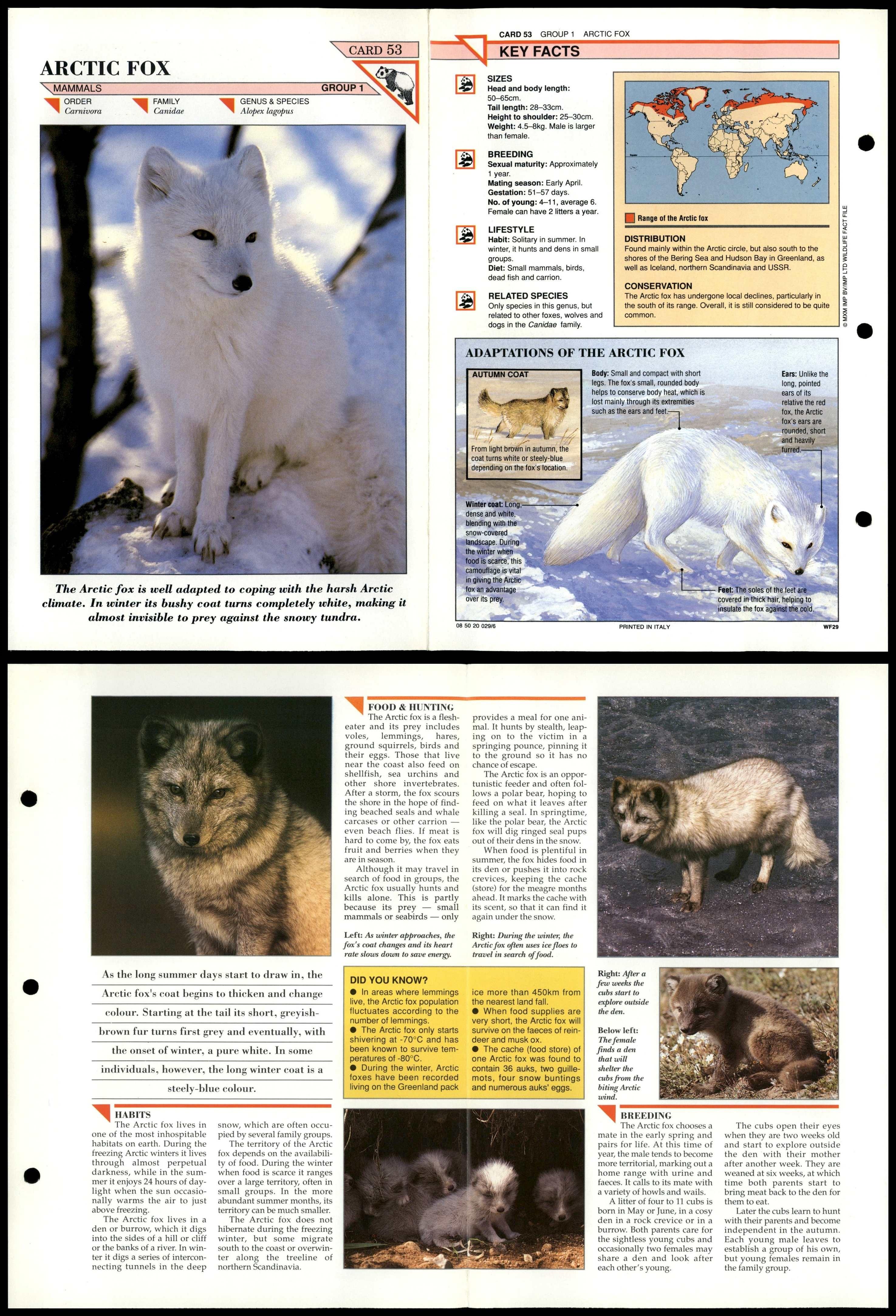 Arctic Fox #53 Mammals Wildlife Fact File Fold-Out Card