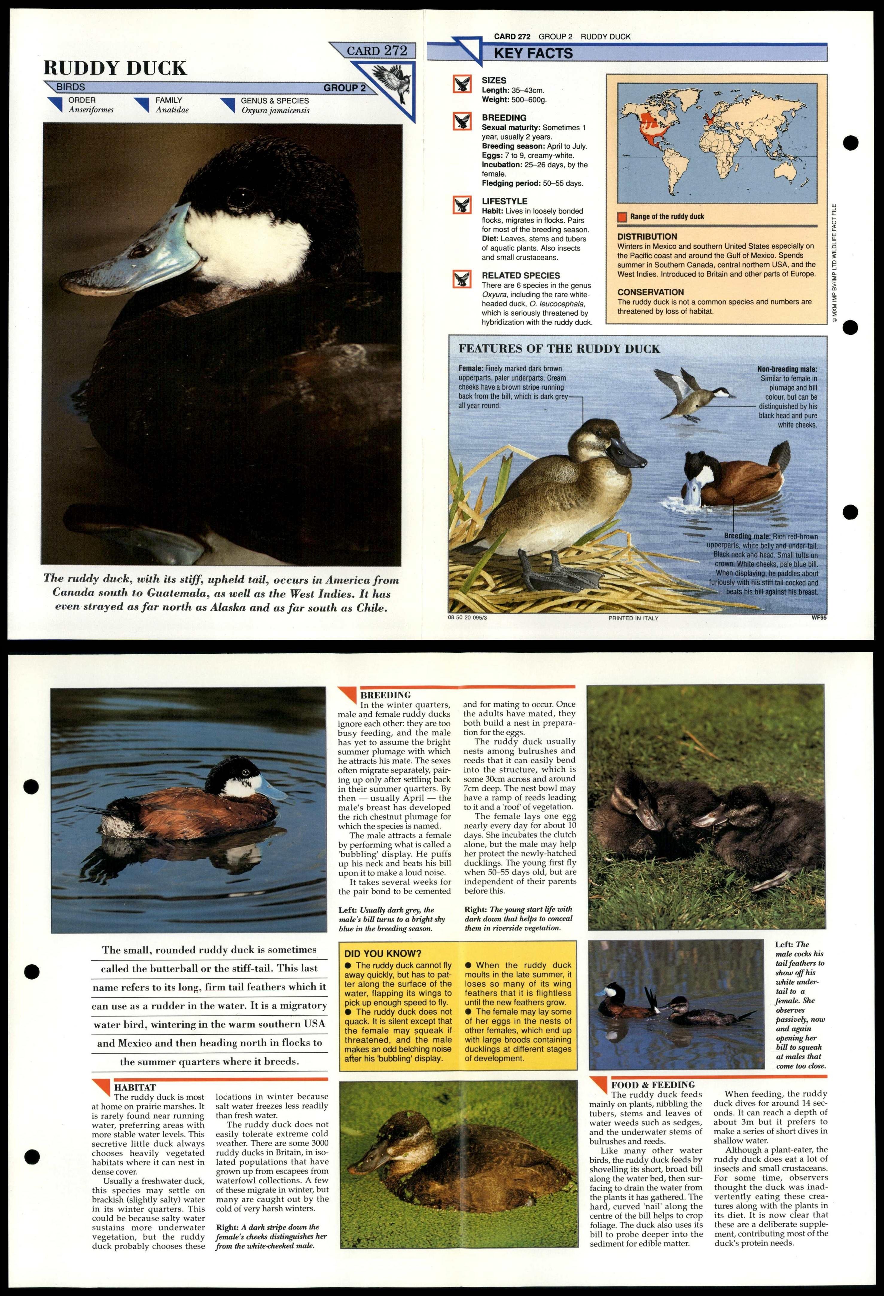 ruddy shelduck facts