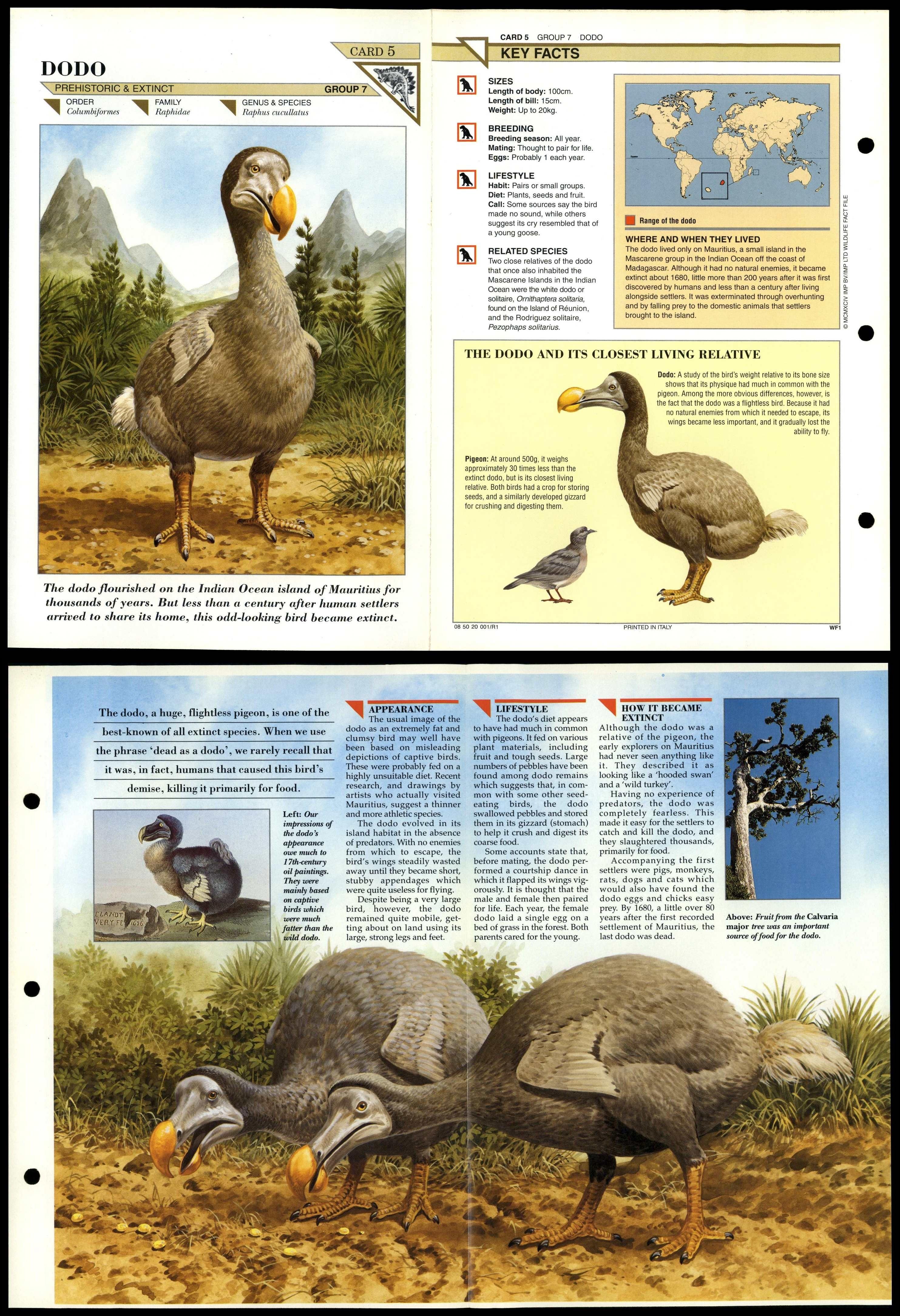 Dodo #5 Extinct Wildlife Fact File Fold-Out Card