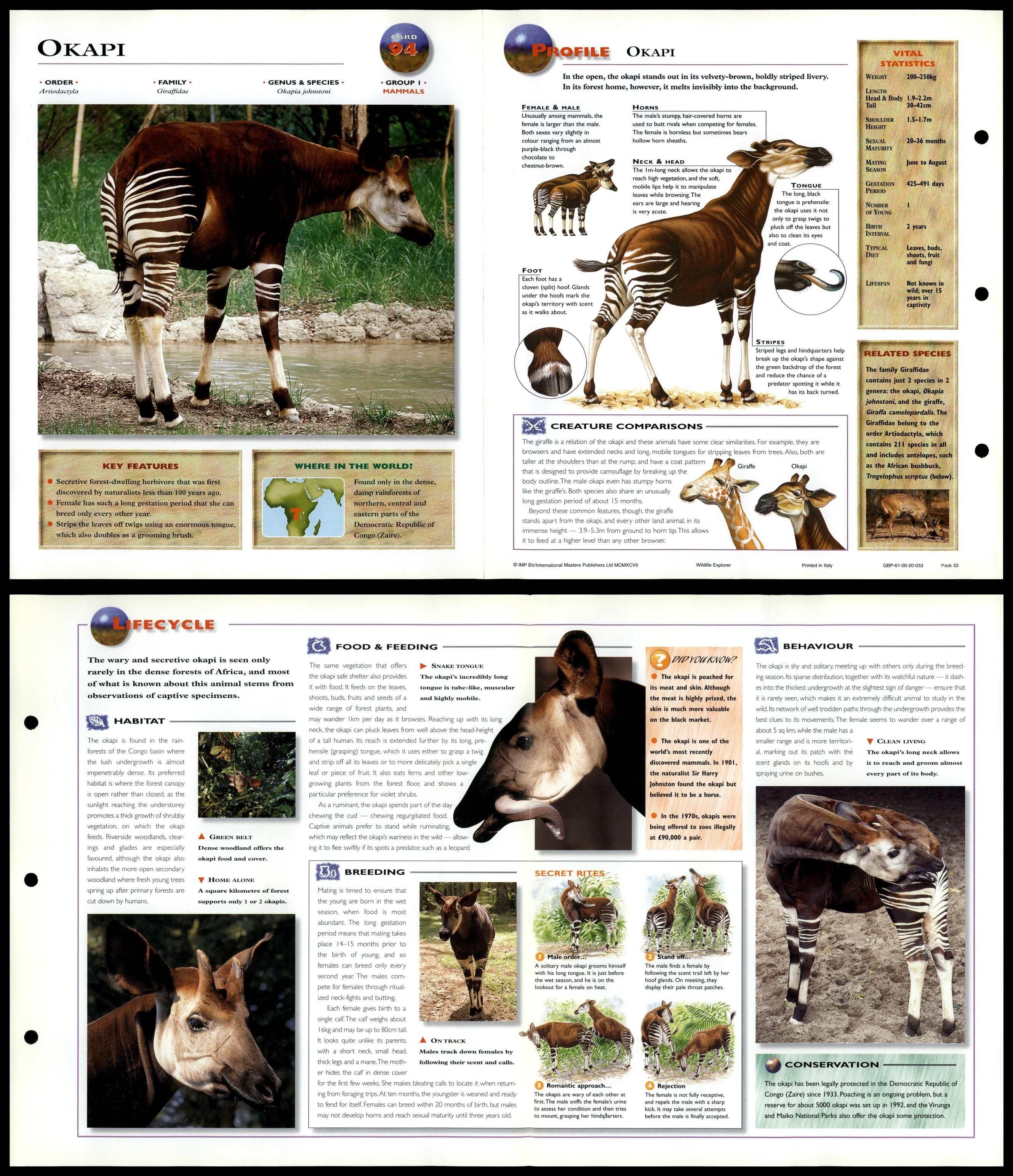 Okapi 94 Mammals Wildlife Explorer Fold Out Card okapi-94-mammals-wildlife-explorer-fold-out-card