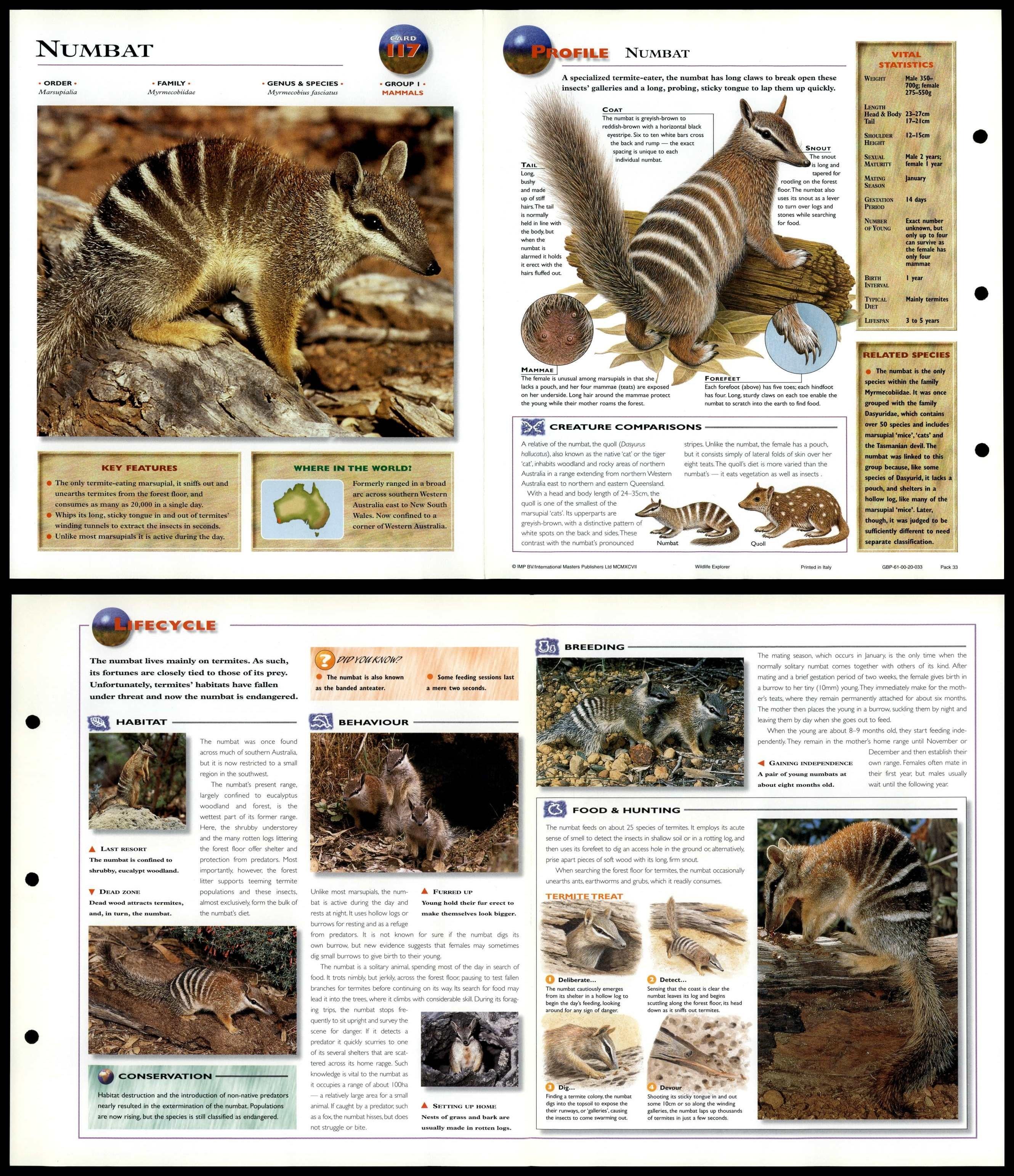 Numbat Mammals Wildlife Explorer Fold Out Card