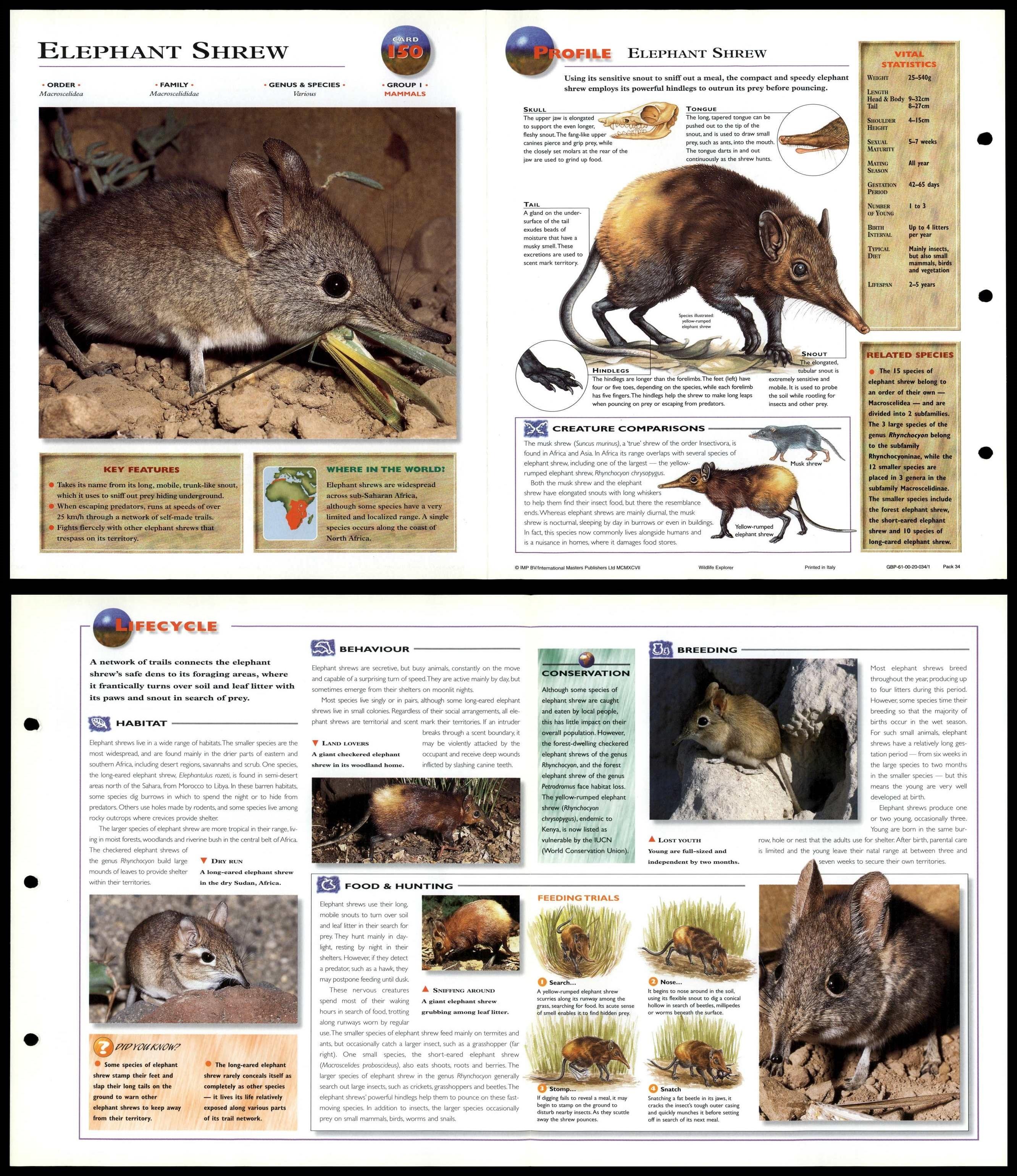 Elephant Shrew Mammals Wildlife Explorer Fold Out Card