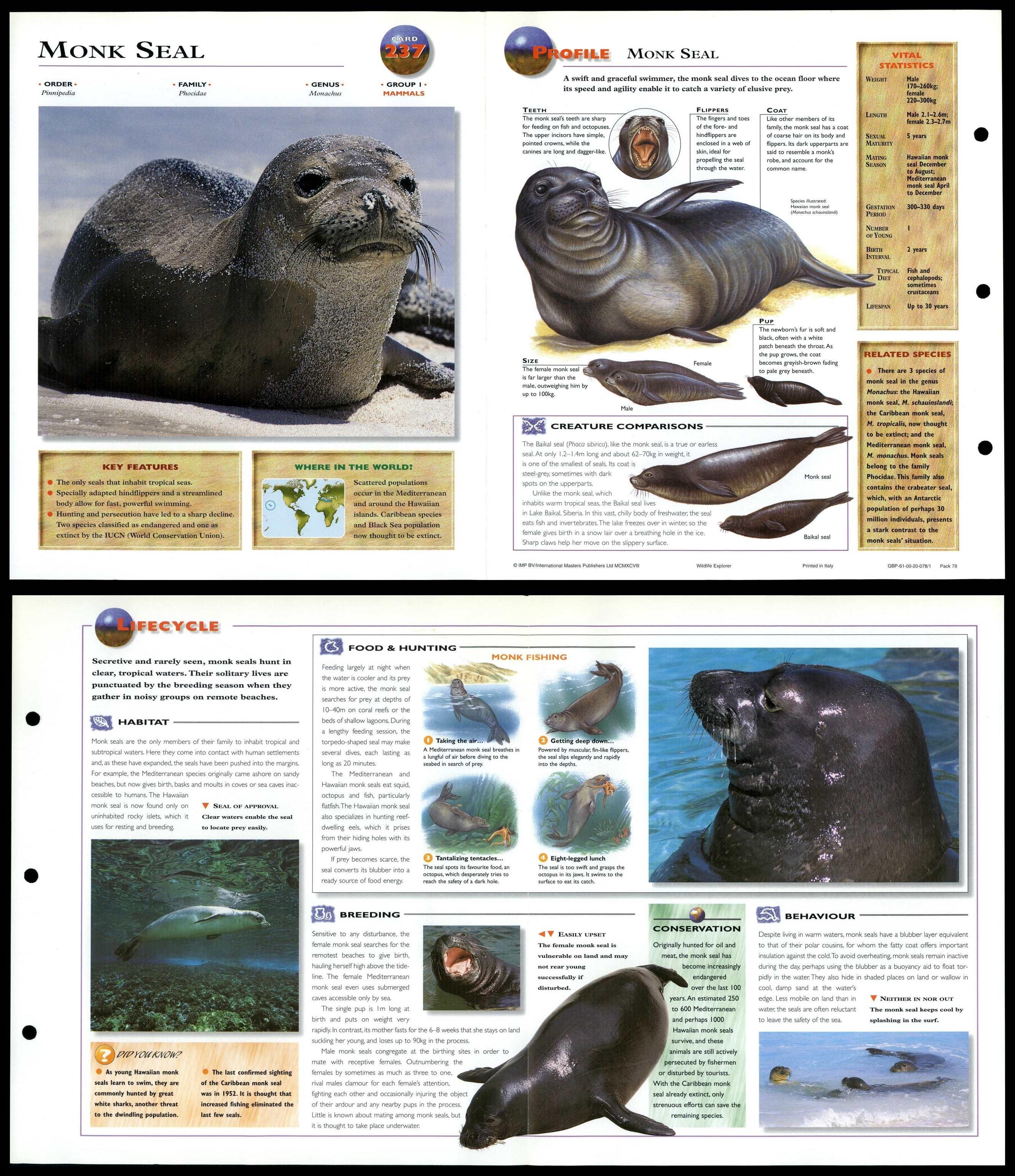 Monk Seal Mammals Wildlife Explorer Fold Out Card