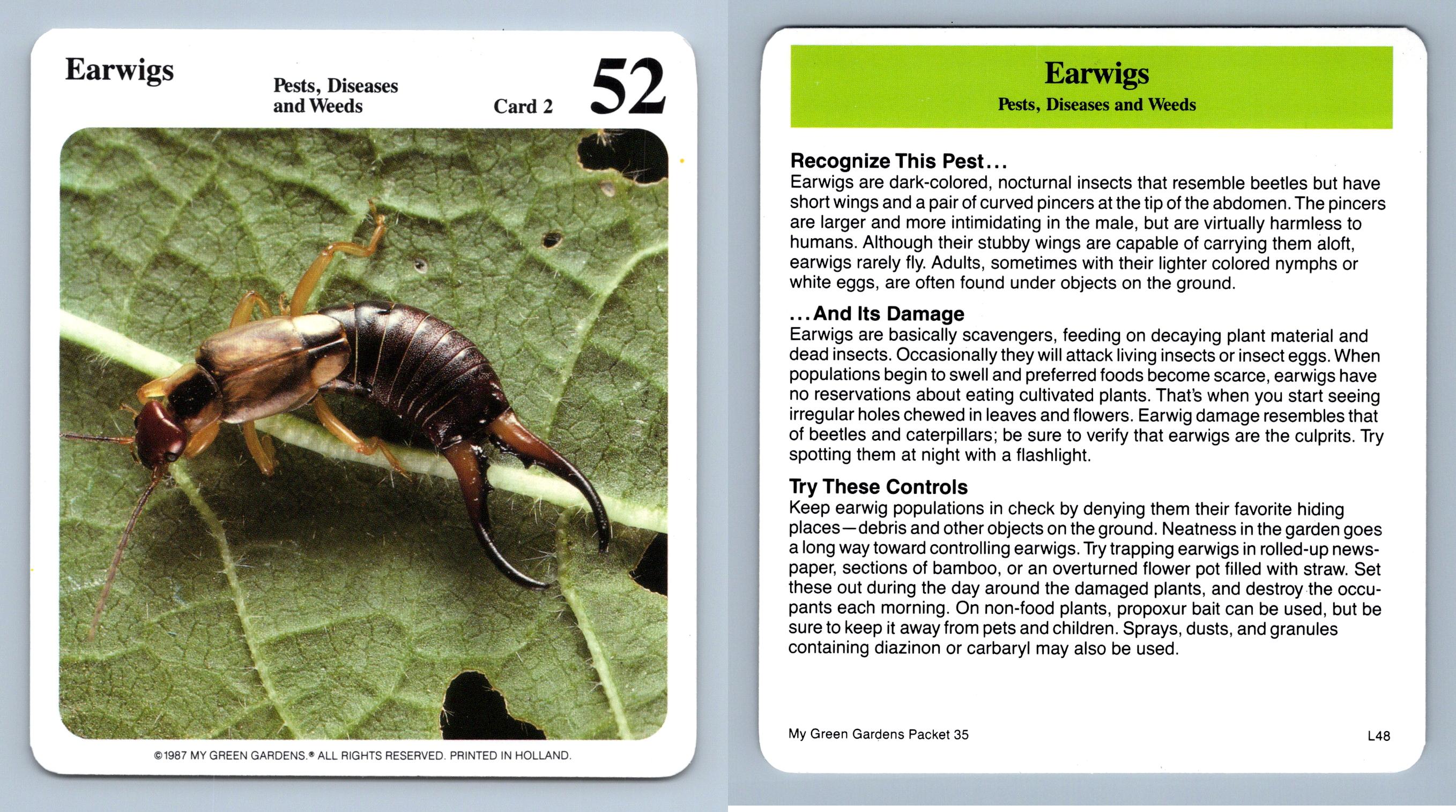 Earwigs 2 Pests... My Green Gardens 1987 Cardmark Card