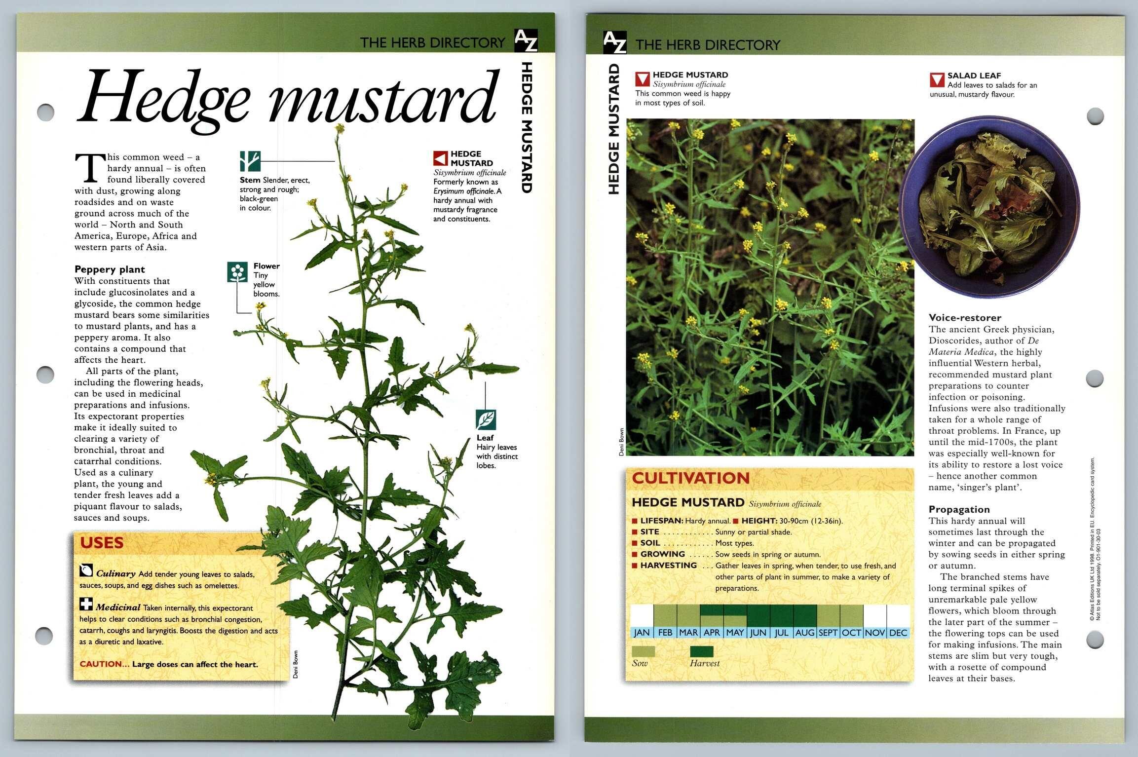 Hedge Mustard Directory Secret World Of Herbs Fact File Card