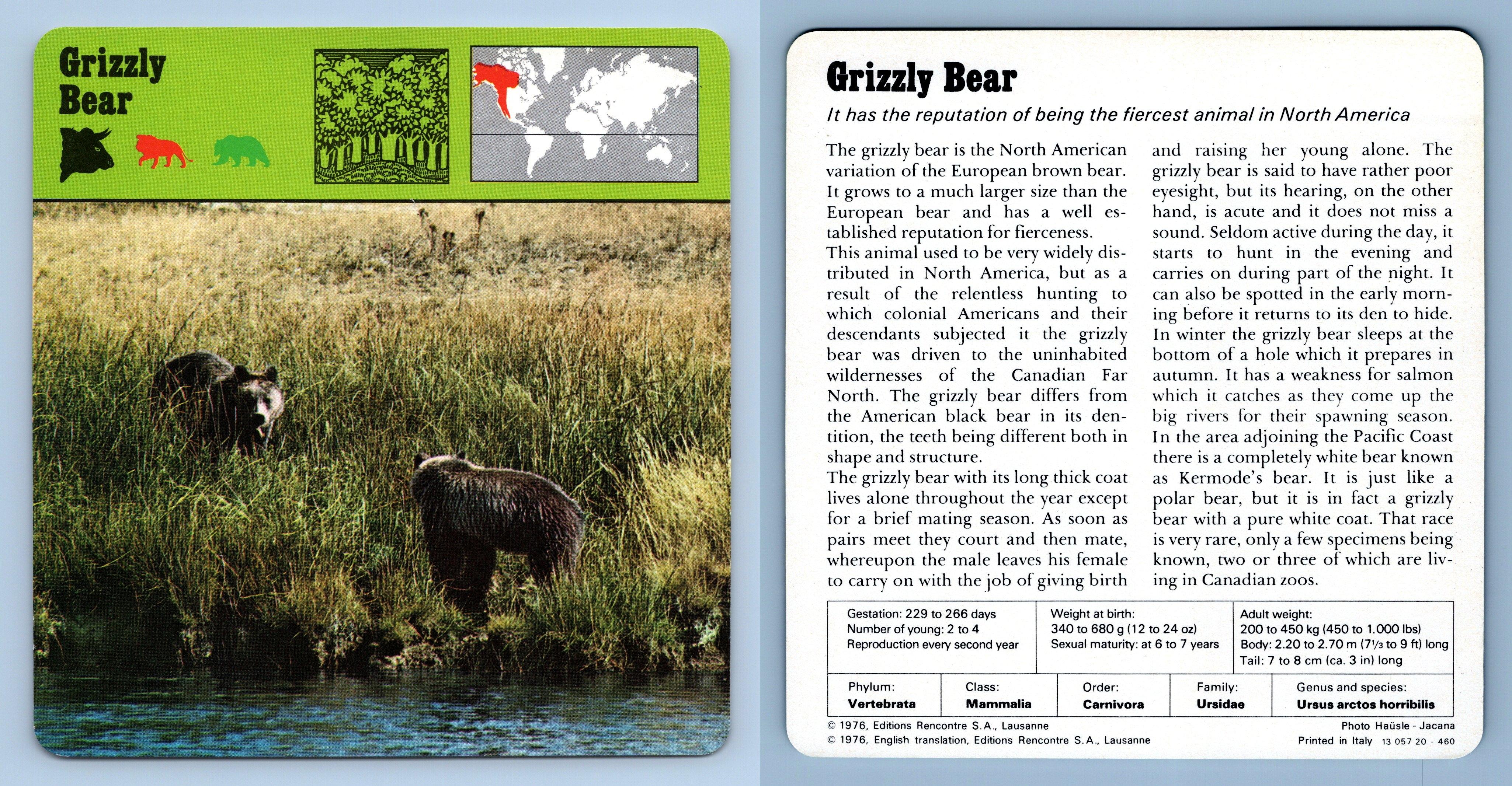 Grizzly Bear Mammals 1970 S Rencontre Safari Wildlife Card