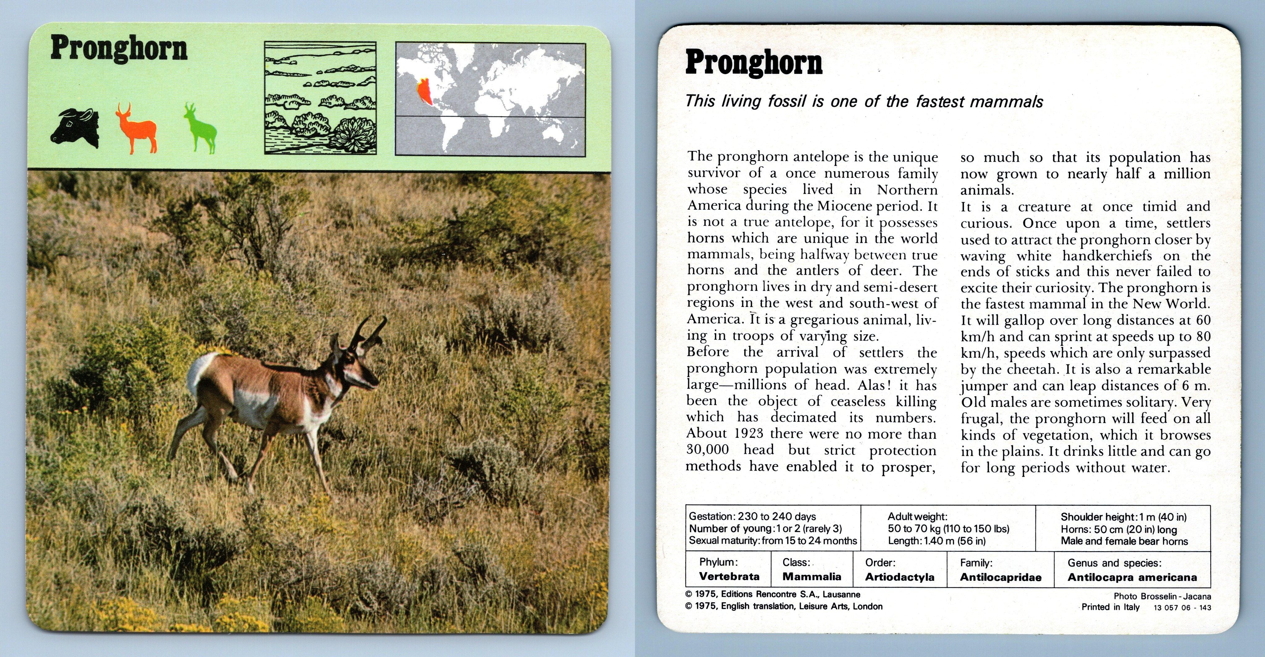 Pronghorn Mammals S Rencontre Safari Wildlife Card