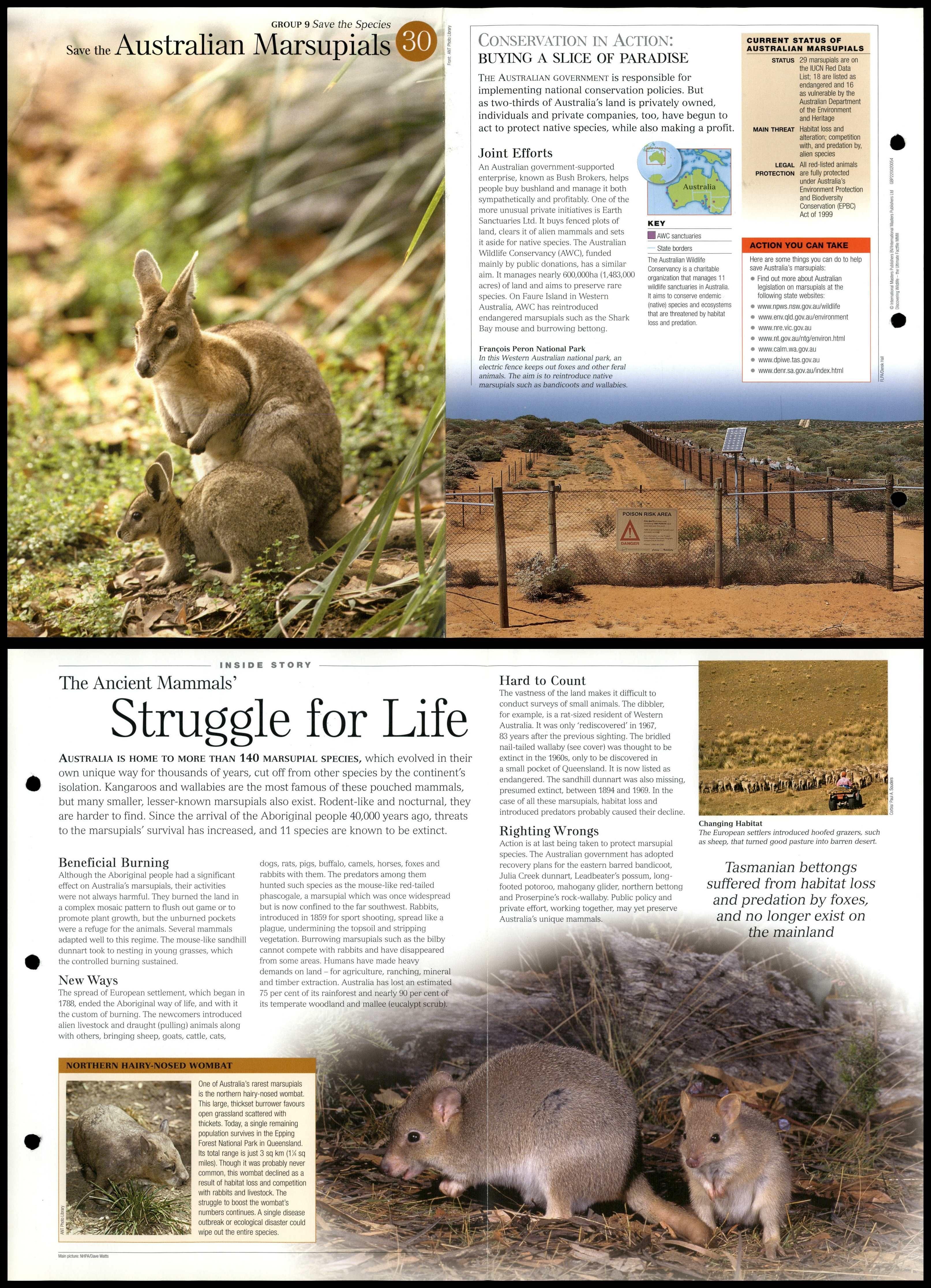 Australian Marsupials #30 - Save Species Discovering Wildlife Fact File Card