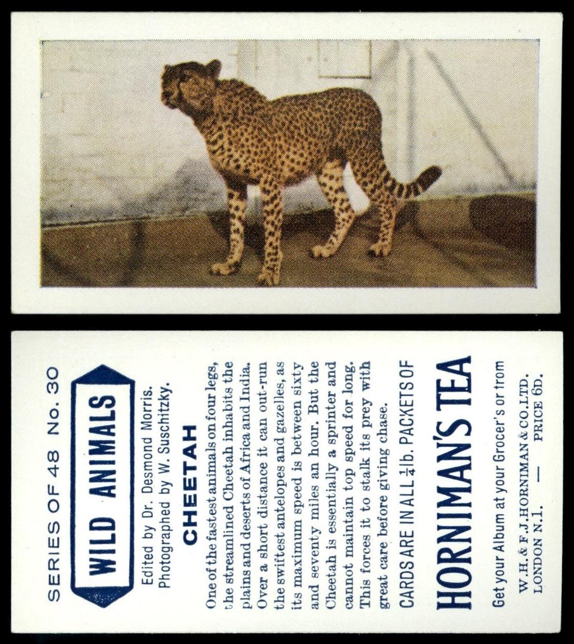 Cheetah #30 Wild Animals 1958 Hornimans Tea Card