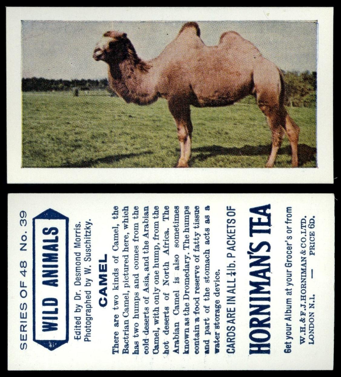 Camel #39 Wild Animals 1958 Hornimans Tea Card