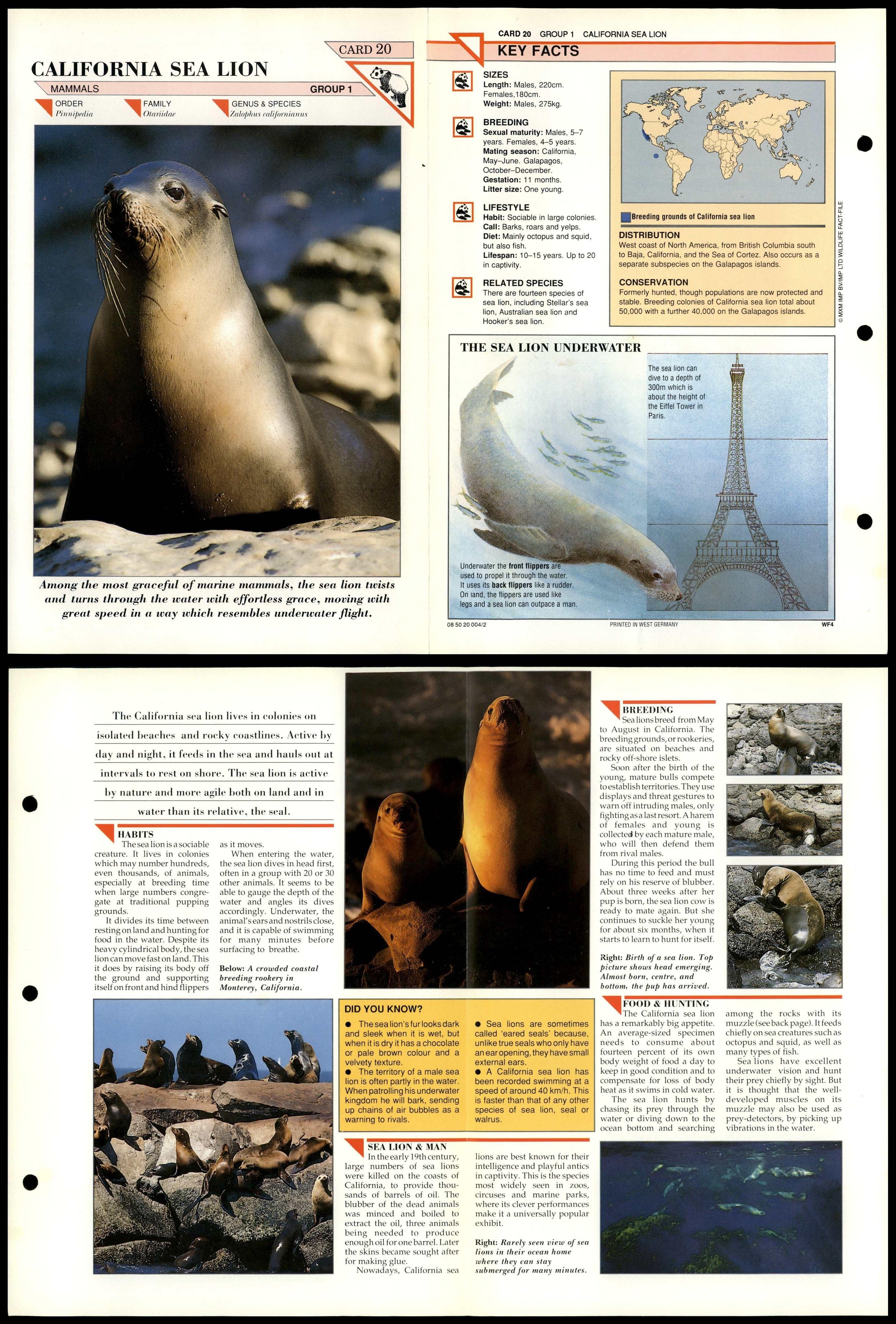 california-sea-lion-20-mammals-wildlife-fact-file-fold-out-card