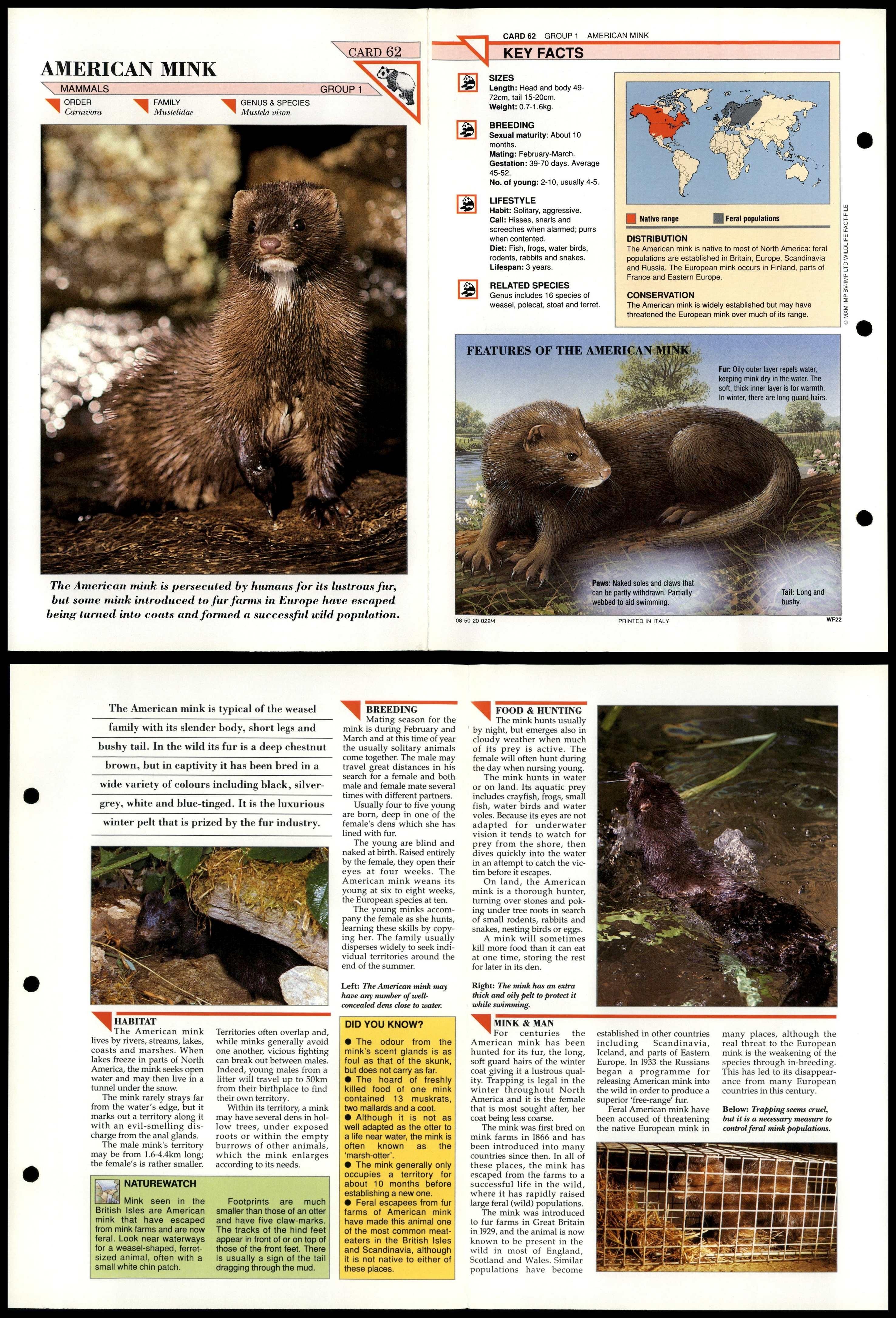 American Mink #62 Mammals Wildlife Fact File Fold-Out Card