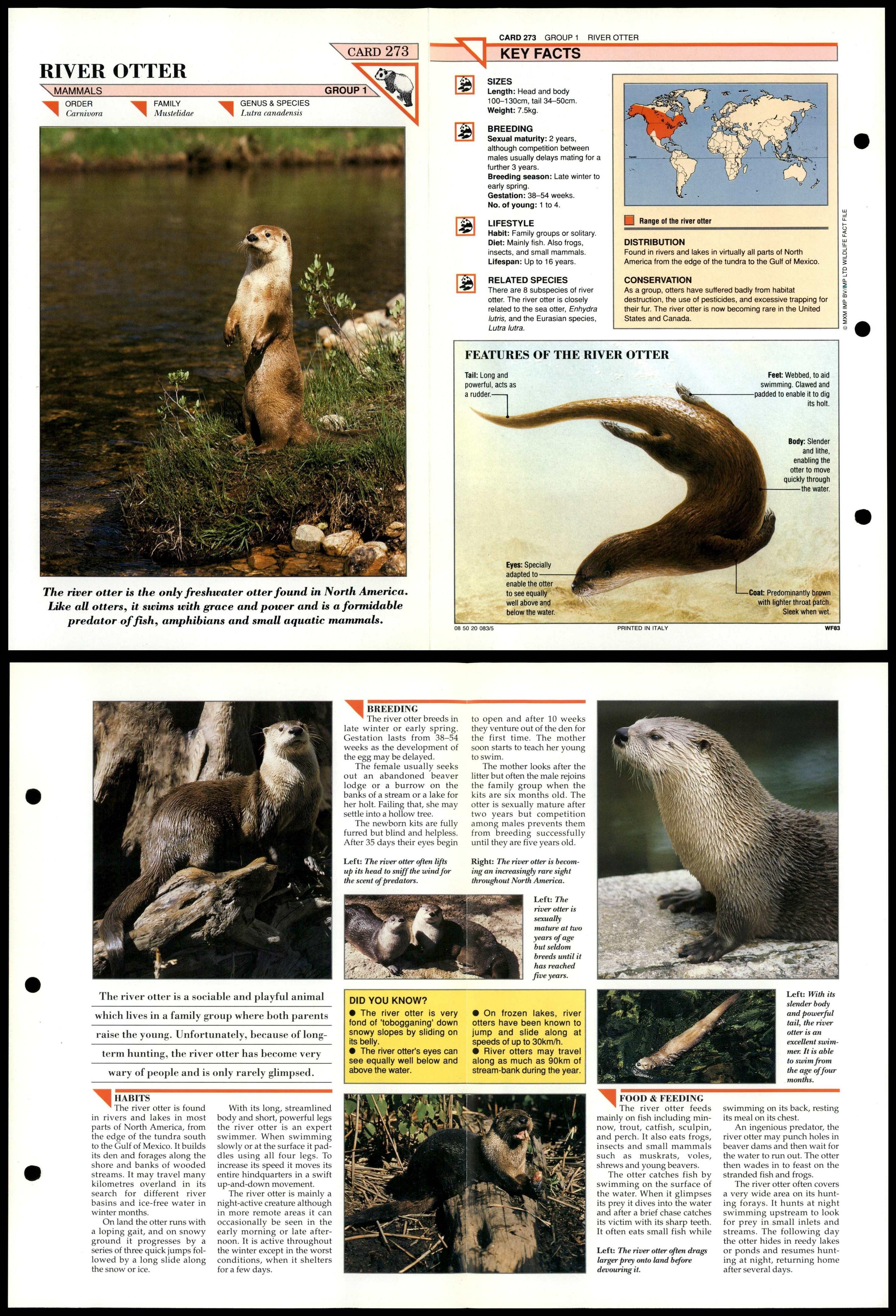 River Otter 273 Mammals Wildlife Fact File Fold Out Card