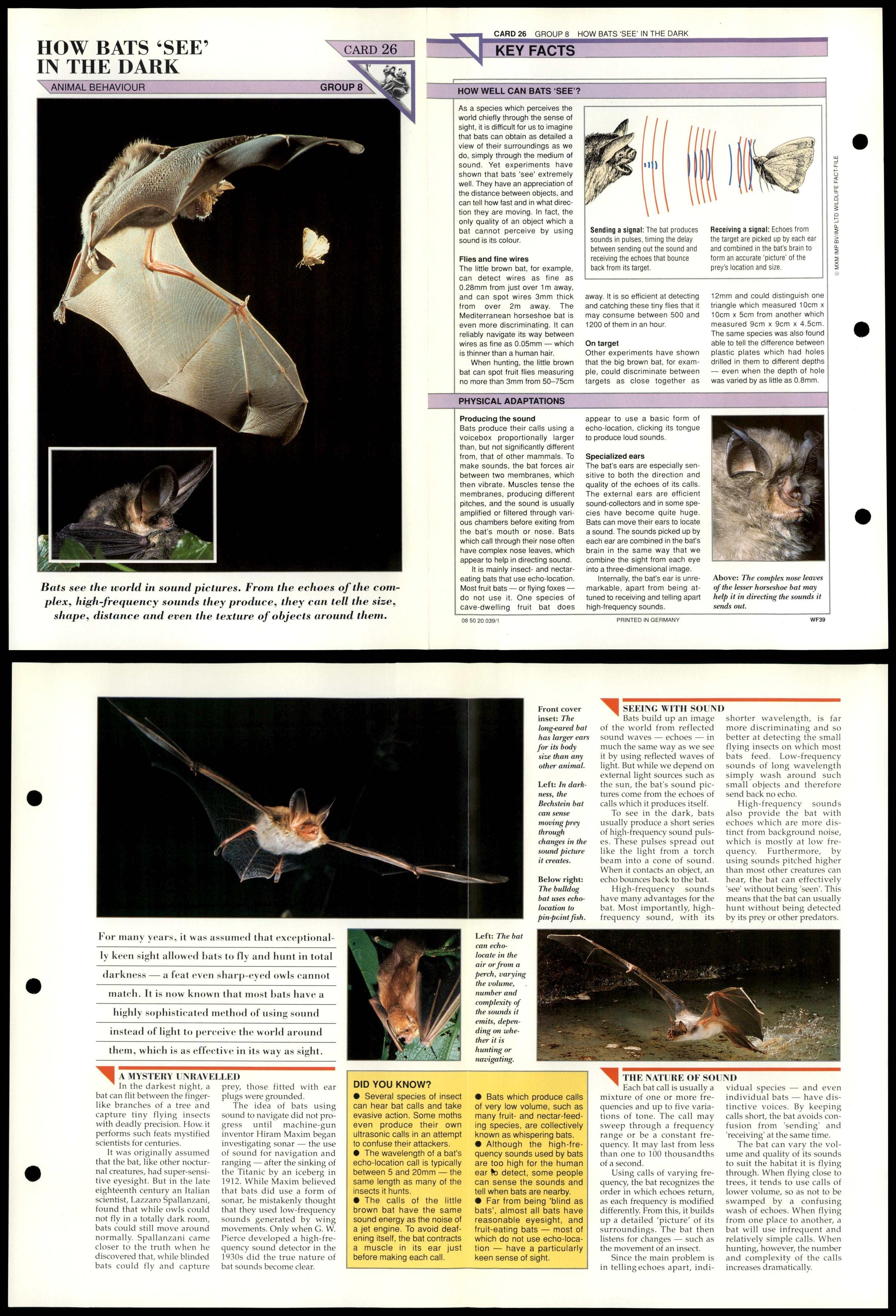 How Bats "See" In The Dark 26 Behaviour Wildlife Fact File FoldOut Card