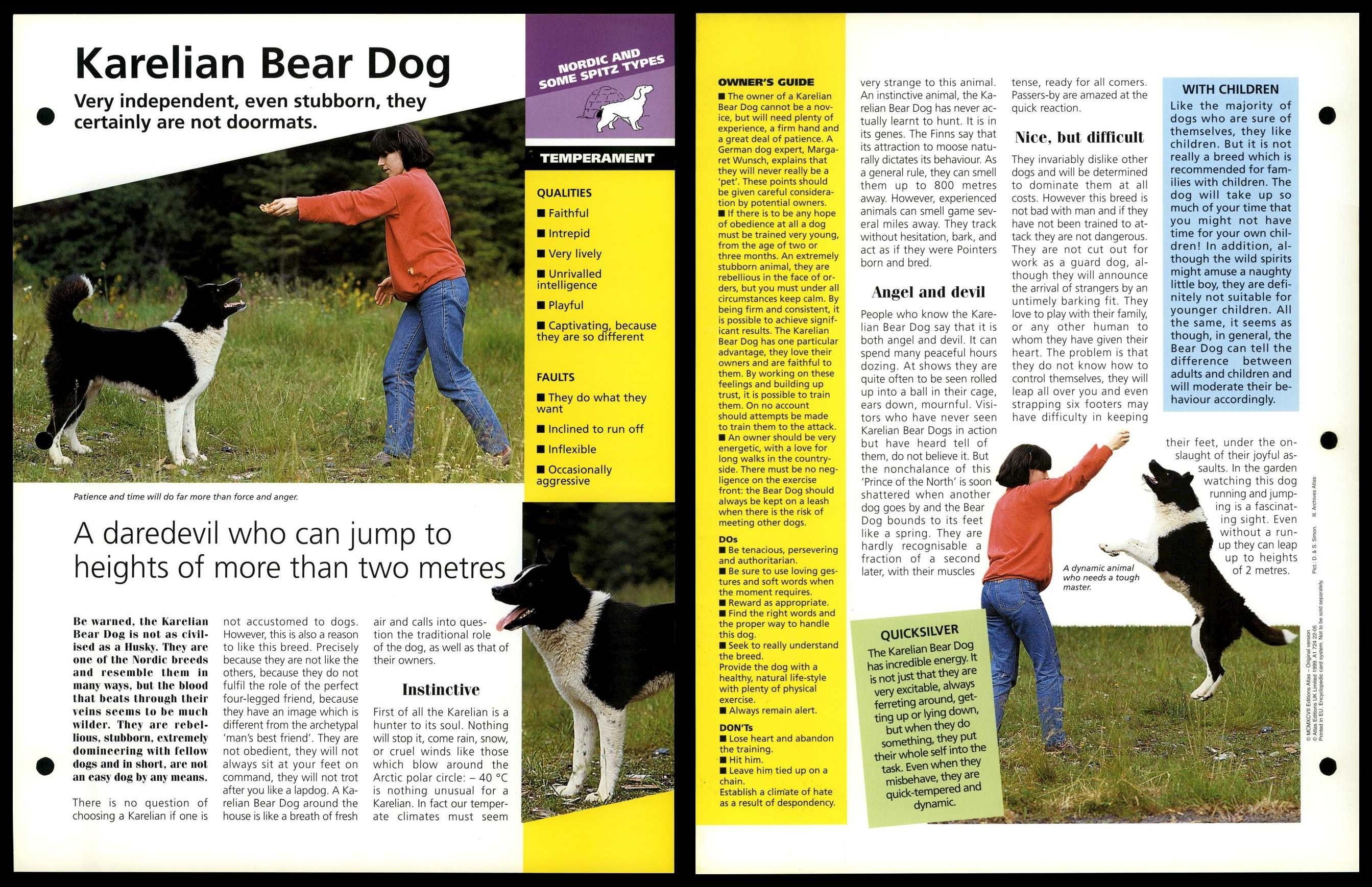 are karelian bear dogs smart dogs