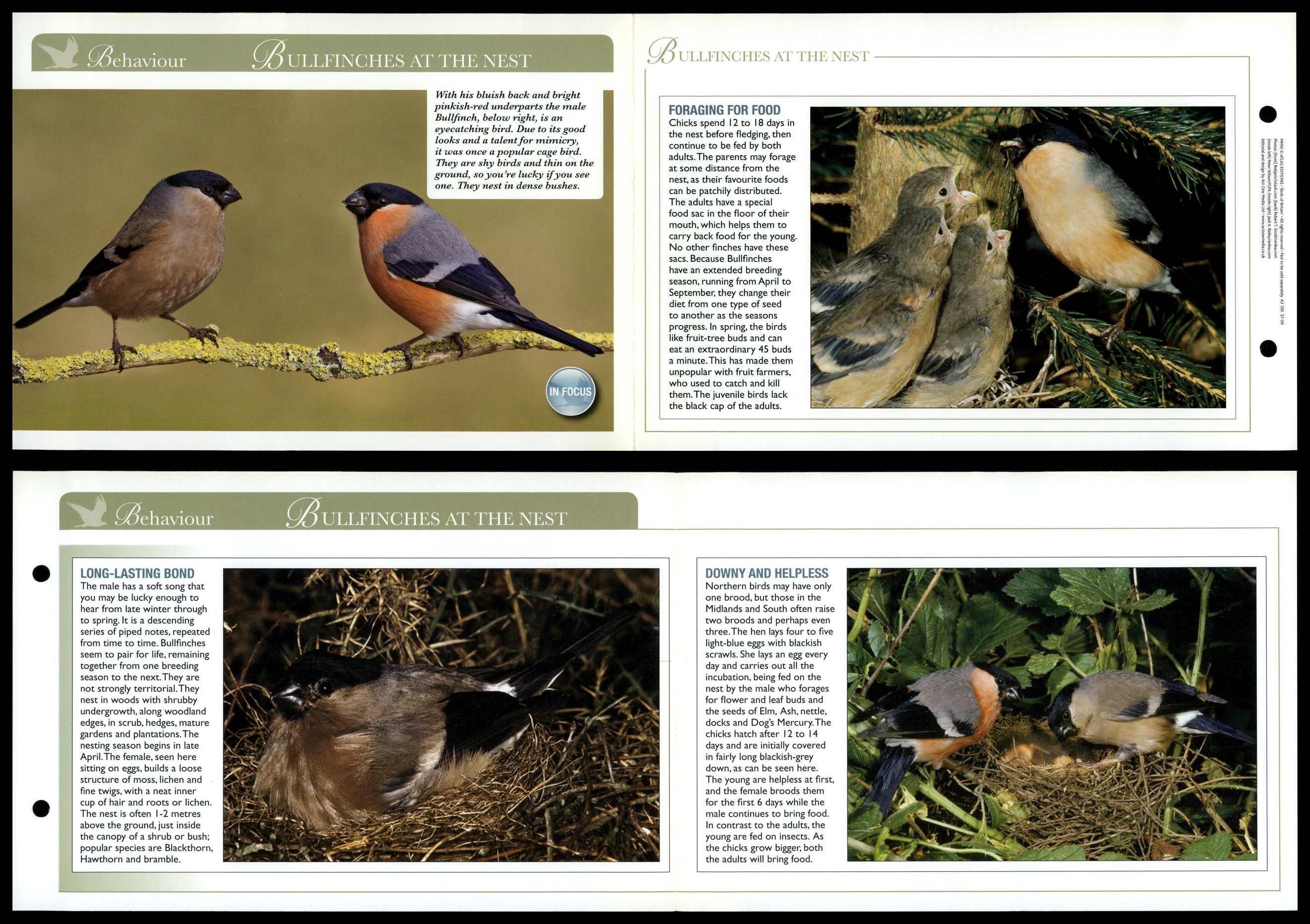 Bullfinches At The Nest - Behaviour - Birds Of Britain Atlas Editions