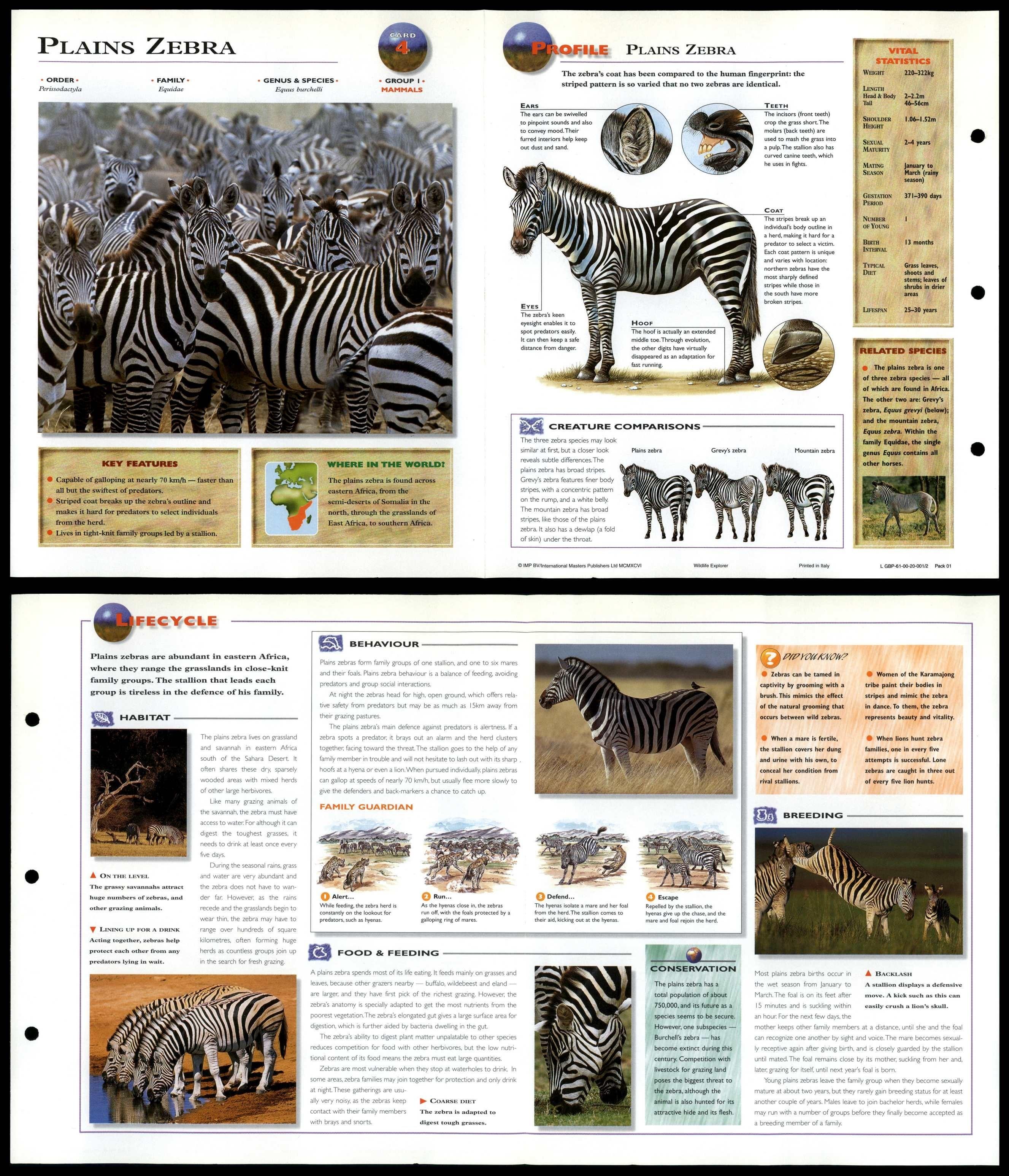 plains-zebra-4-mammals-wildlife-explorer-fold-out-card